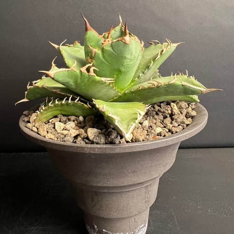 ドワーフ | STORES