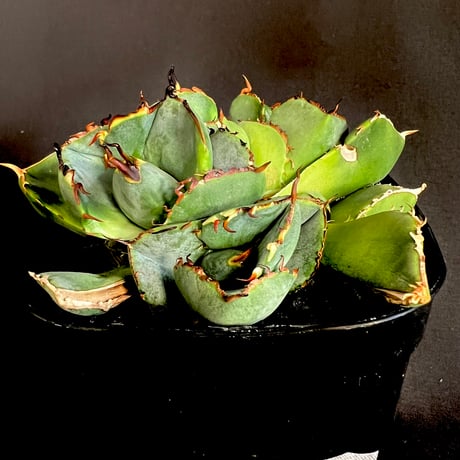 ジャガーノート | STORES