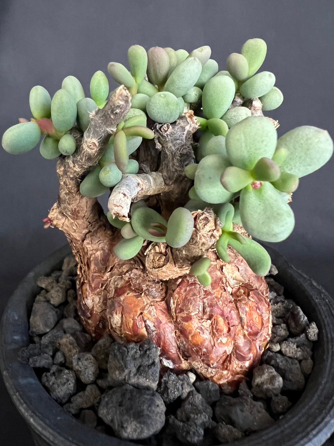 ケラリアピグマエア 現地株 発根済g | HANDS PLANTS