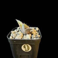 アガベ　チタノタ　白鯨錦　ⅲ