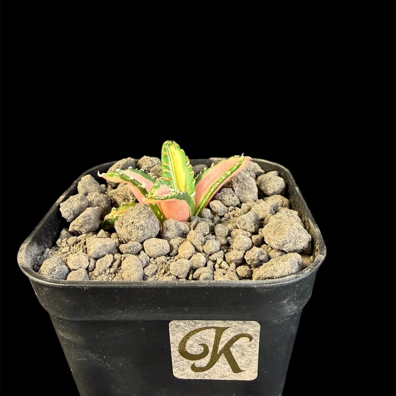 アガベ チタノタ 白豪刺中斑錦明錦 ⑤ | HANDS PLANTS