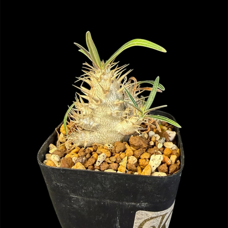 グラキリス 実生 13 c | HANDS PLANTS