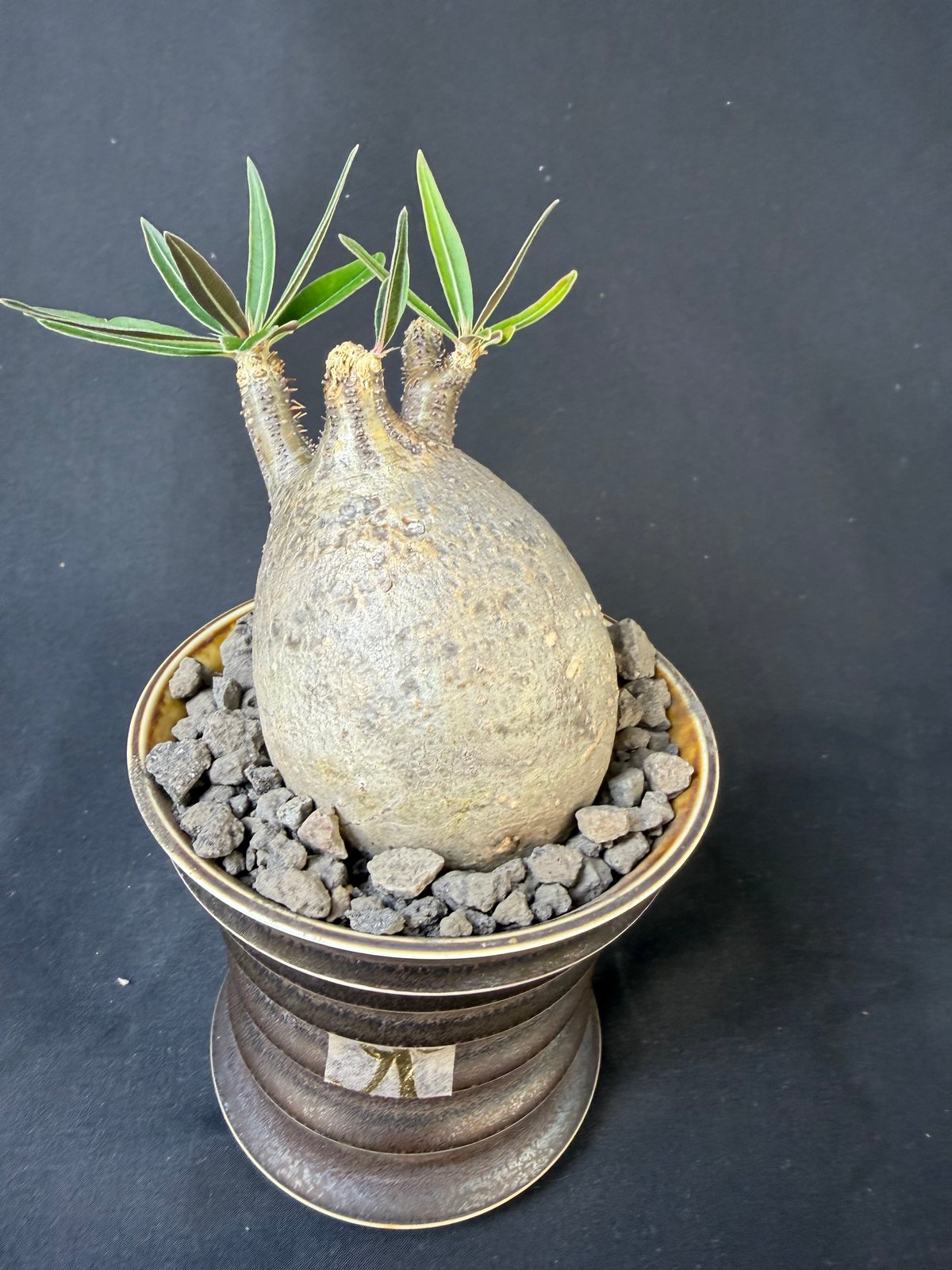 パキポディウム グラキリス 発根済 現地株 塊根植物　D.I.P鉢　最終値下げ‼️ 現地球・発根済】パキポディウム グラキリス 鉢付き 塊根植物