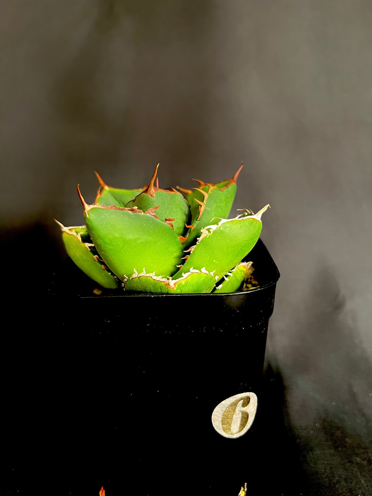 アガベ チタノタ 窮奇 ③30 | HANDS PLANTS