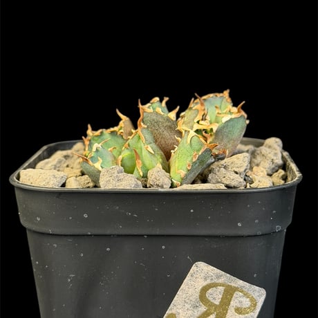 アガベレッドキャットウィーズル | STORES