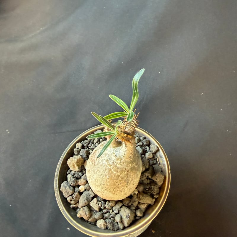 パキポディウムグラキリス 現地株 発根済み 陶器鉢 T22 | HANDS PLANTS