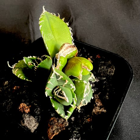 アガベsad | STORES