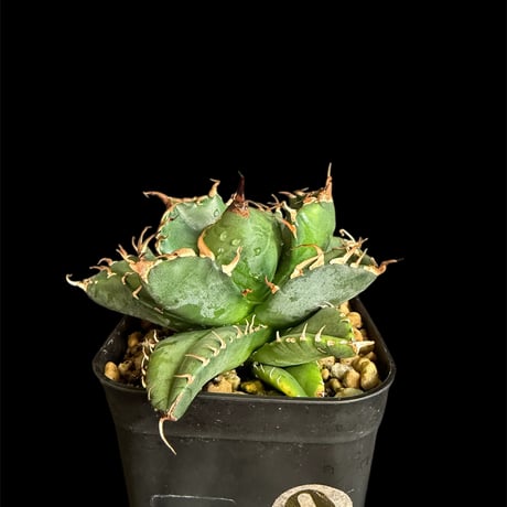 アガベ魔丸 | STORES