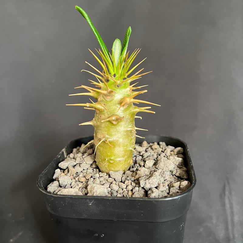 EMP パキポディウム アンボンゲンセ 実生 / CX151 EMP パキポディウム アンボンゲンセ 実生 / CX151 - メルカリ