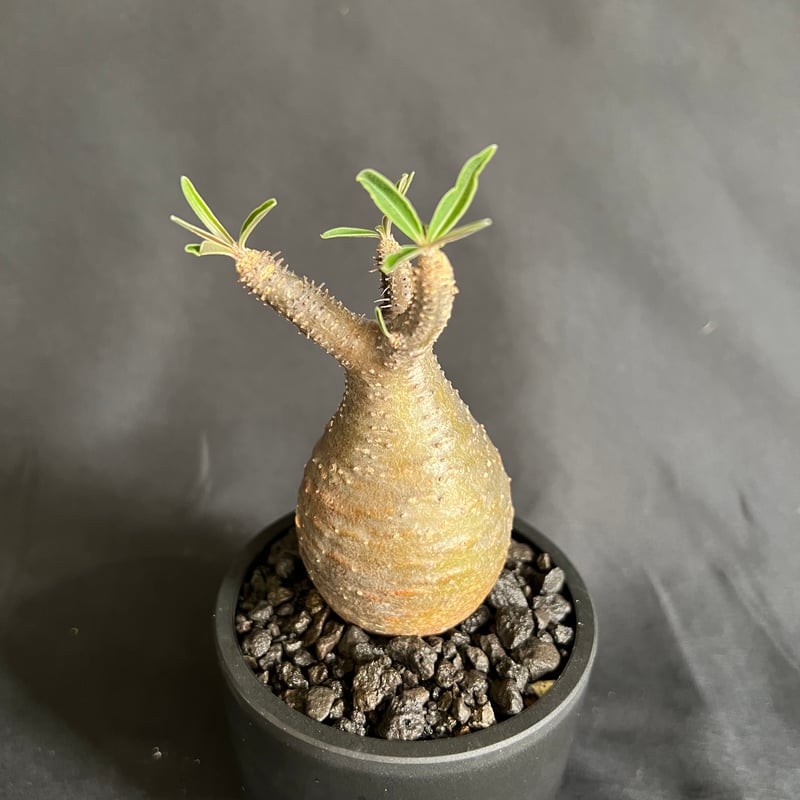 パキポディウムグラキリス 発根済み 11 | HANDS PLANTS