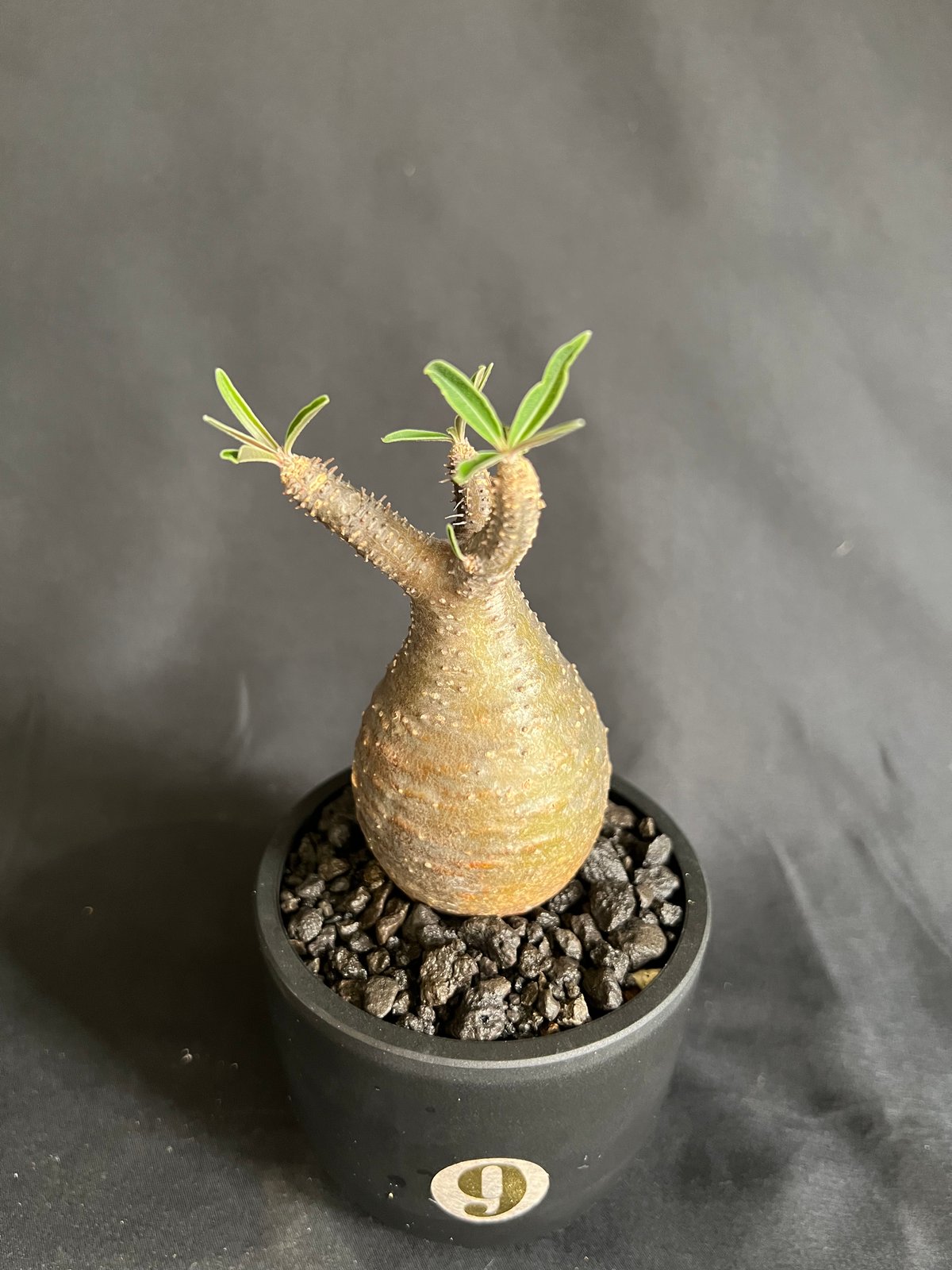 発根済み　手乗りパキポディウムグラキリス パキポディウムグラキリス 発根済み 11 | HANDS PLANTS