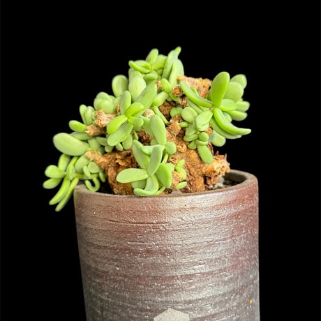 ケラリアピグマエア isla del pescado - Ceraria pygmaea-ケラリア・ピグマエア