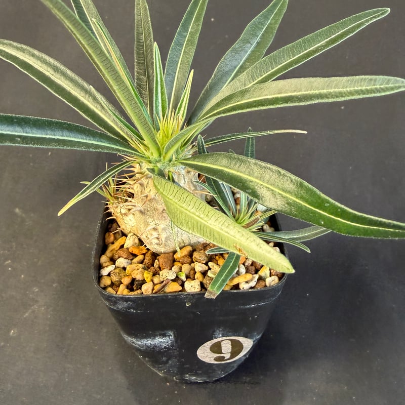 グラキリス 実生 Ⅺ 13 | HANDS PLANTS