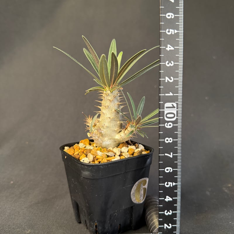 初売りセール　国内実生　グラキリス良型 グラキリス 実生 13 g | HANDS PLANTS