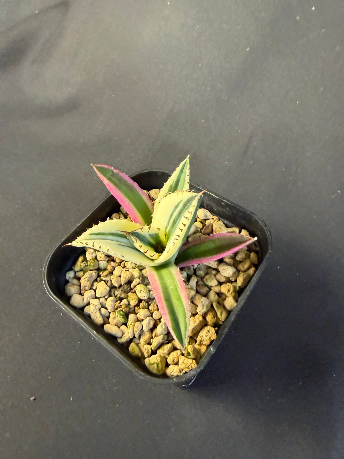 アガベ チタノタ スナグルトゥース 9017 | HANDS PLANTS