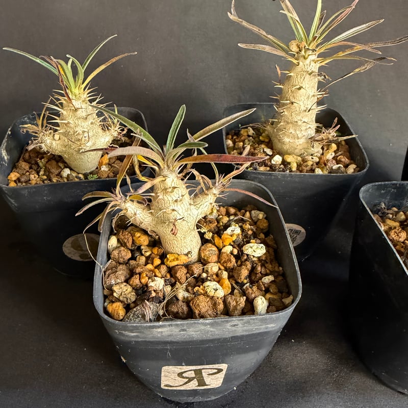 グラキリス　実生　5株セット　塊根植物 グラキリス 実生 5株セット ②G | HANDS PLANTS