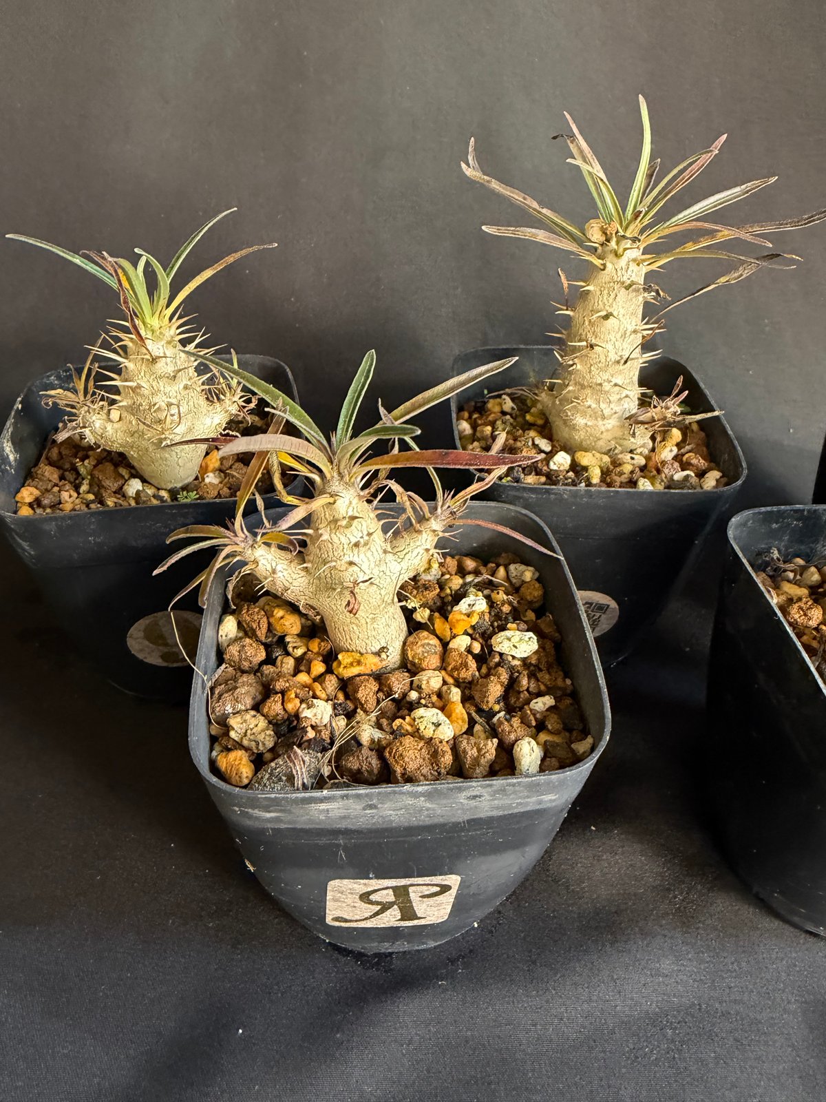 グラキリス 実生 5株セット ②G | HANDS PLANTS