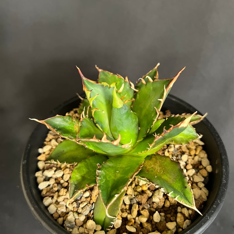 アガベ チタノタ レッドキャットウィーズル5号 27 | HANDS PLANTS