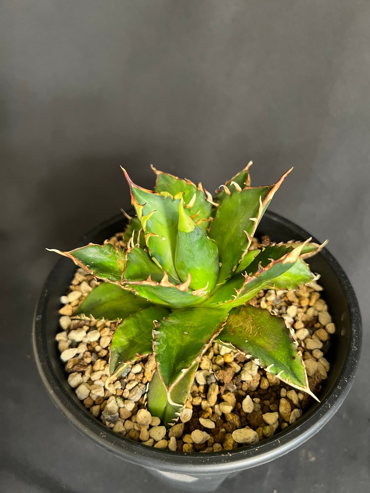 アガベ チタノタ レッドキャットウィーズル5号 27 | HANDS PLANTS