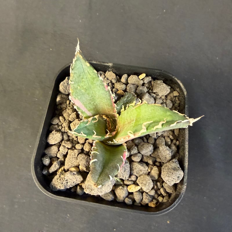 アガベ チタノタ 白鯨錦 B | HANDS PLANTS