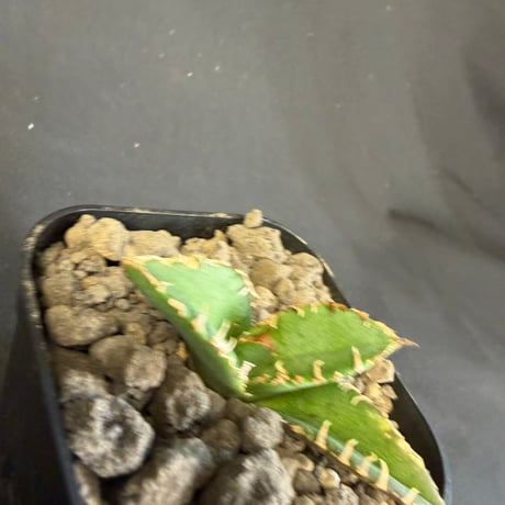 アガベ チタノタ　麻花龍（まかりゅう）⑦