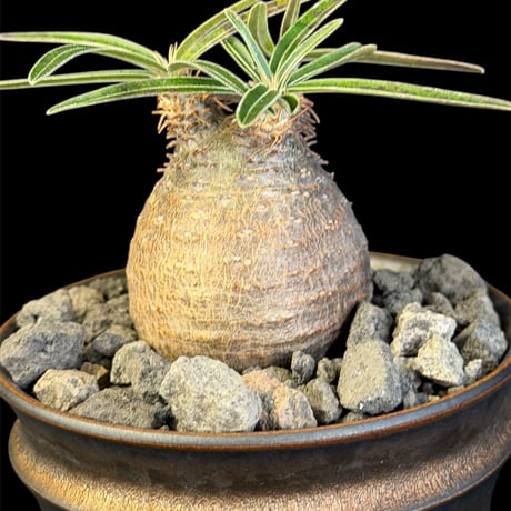 パキポディウムグラキリス | STORES