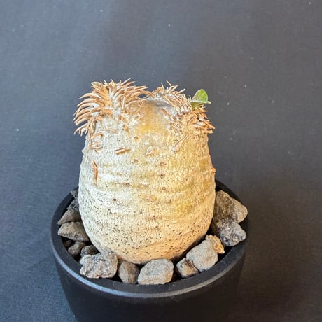 パキポディウム属 品種不明 発根済 良型 塊根植物 コーデックス
