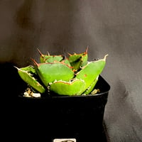アガベ　チタノタ 窮奇  ②28