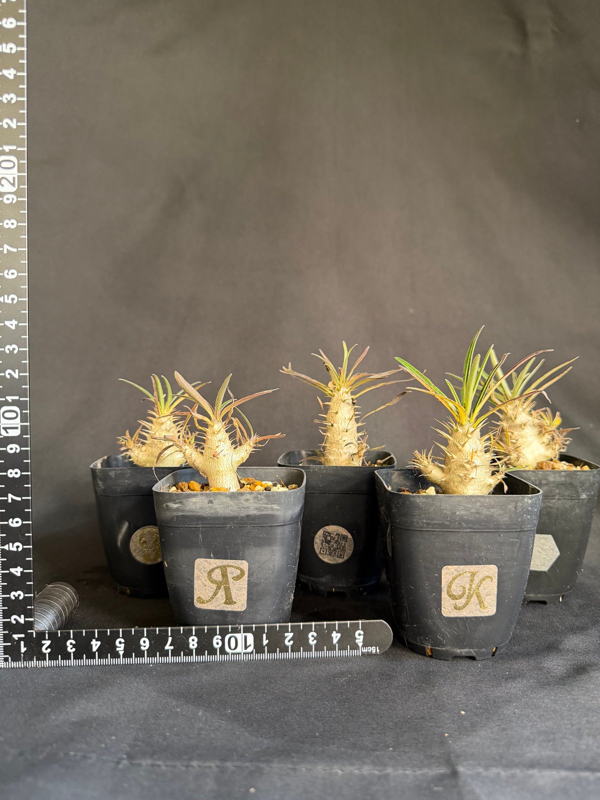 グラキリス　実生14 5株セット グラキリス 実生 5株セット ②G | HANDS PLANTS