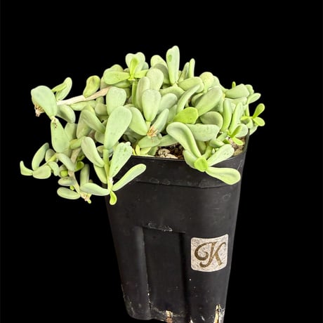 ケラリアピグマエア | STORES