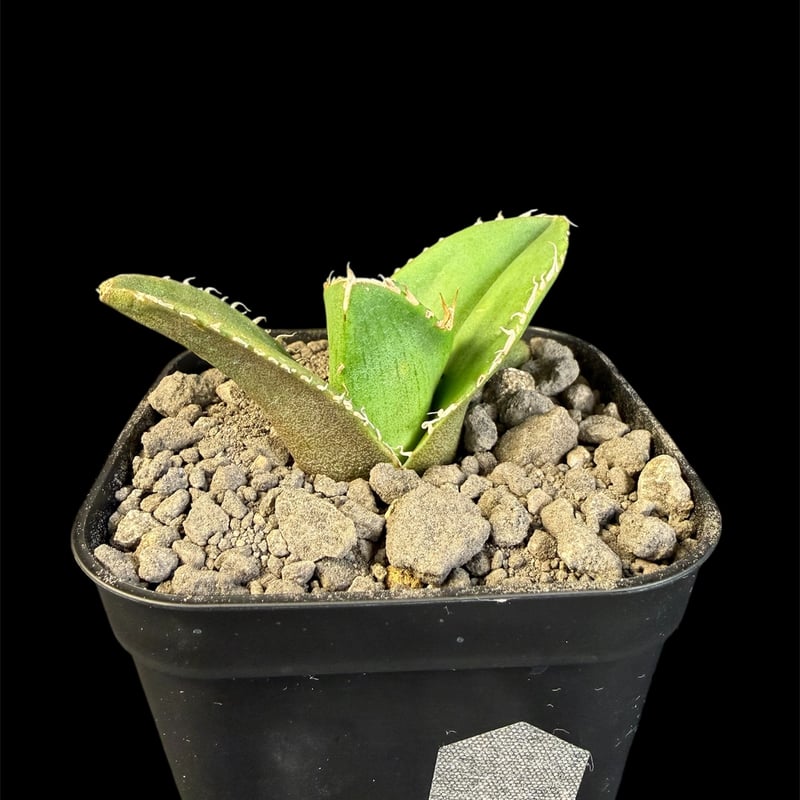 アガベチタノタ 蚩尤（しゆう）子株 9 | HANDS PLANTS