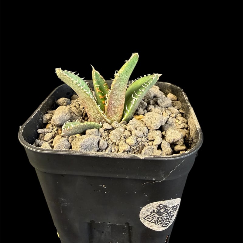 アガベ チタノタ 鰐亀（ワニガメ）子株 ⑤ | HANDS PLANTS