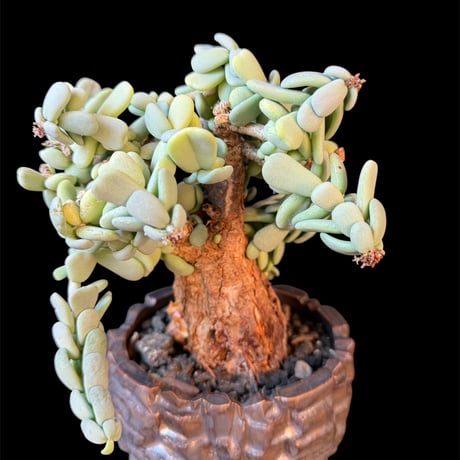 CATEGORY 現地球 | HANDS PLANTS