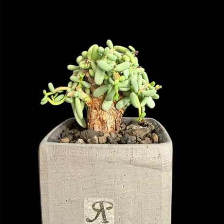 ケラリアピグマエア | STORES