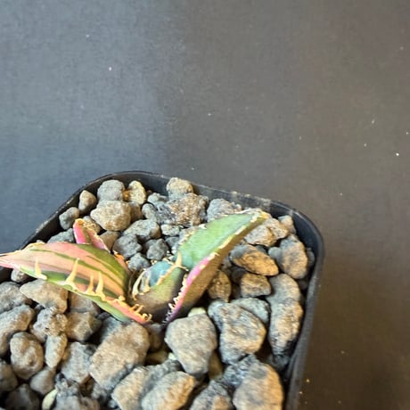 アガベ　チタノタ　白鯨錦　④