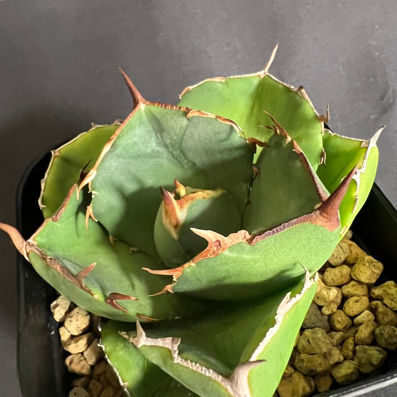 3株セットシーザー ジャガーノート ドクエキ アガベ チタノタ オアハカ 3株セットシーザー ジャガーノート ドクエキ アガベ チタノタ