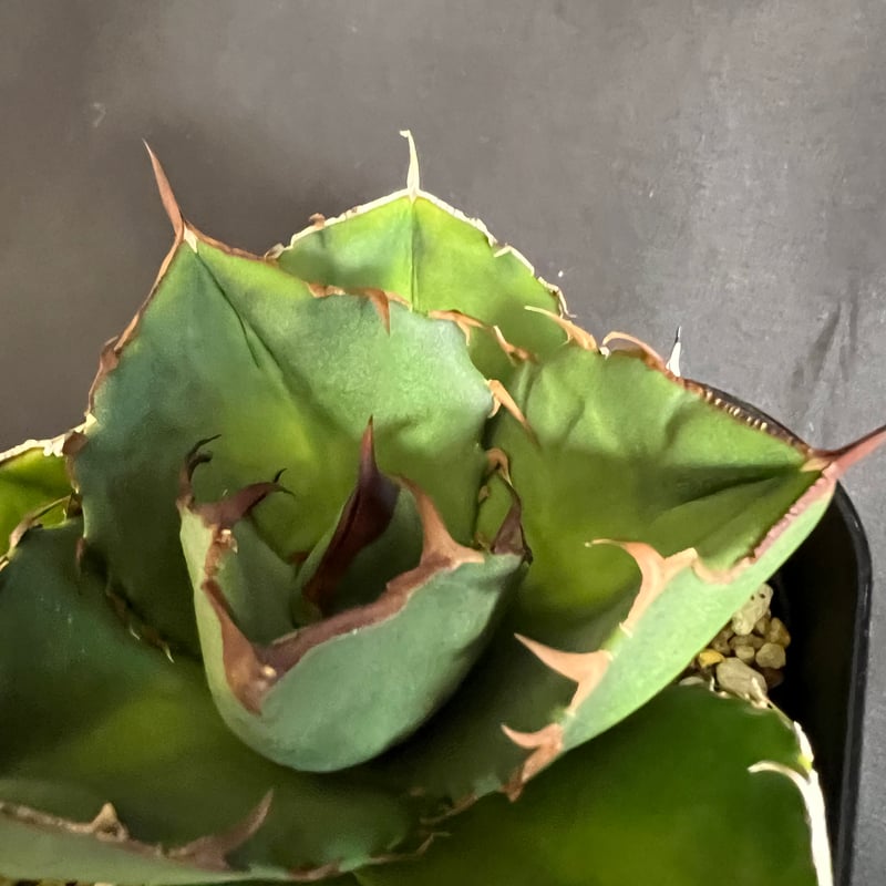 アガベ チタノタ アガベ チタノタ '厳竜錦覆輪' – Surreal Succulents