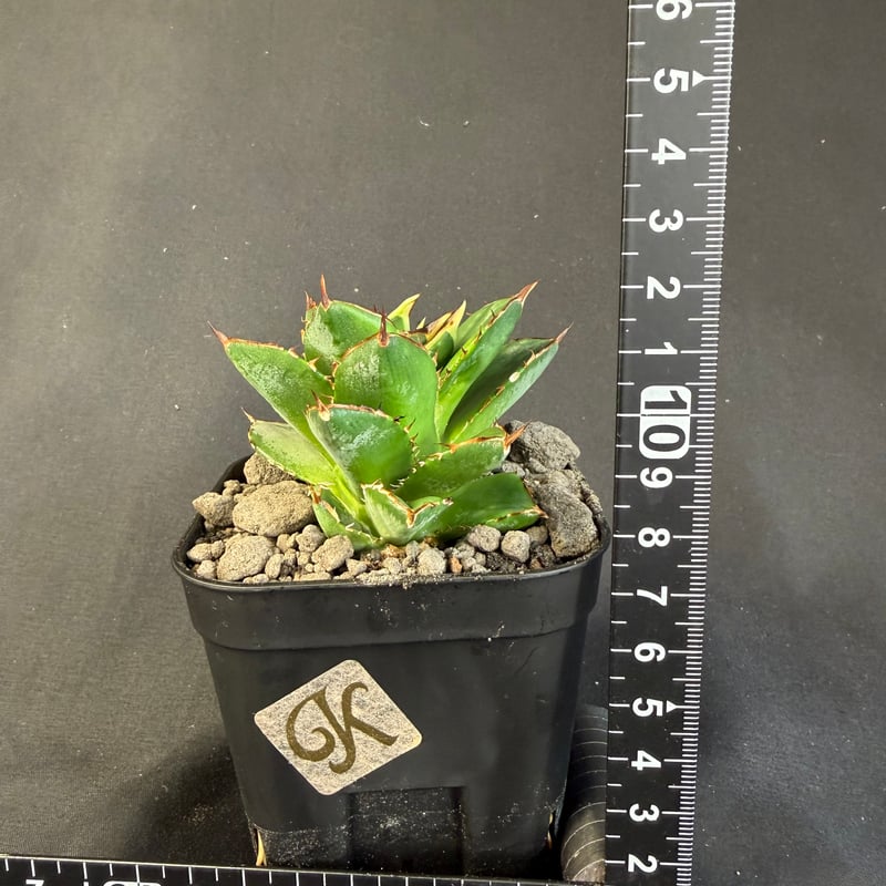 アガベ チタノタ 小島白刺 | HANDS PLANTS