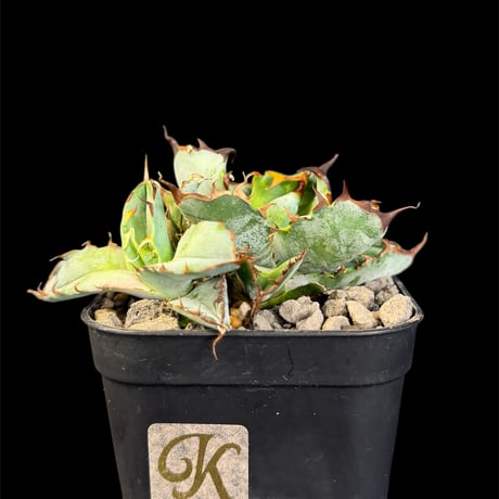 アガベチタノタ | STORES