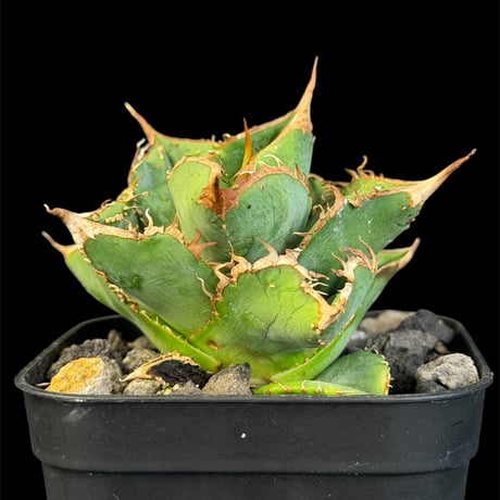 アガベチタノタハデス | STORES