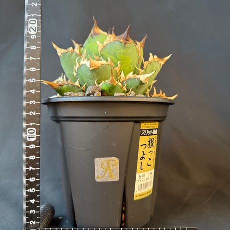 アガベ チタノタ レッドキャットウィーズル5号　31