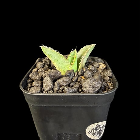 アガベ麻花龍 | STORES