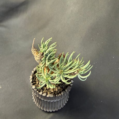 チレコドン・ペアルソニー（Tylecodon pearsonii）178