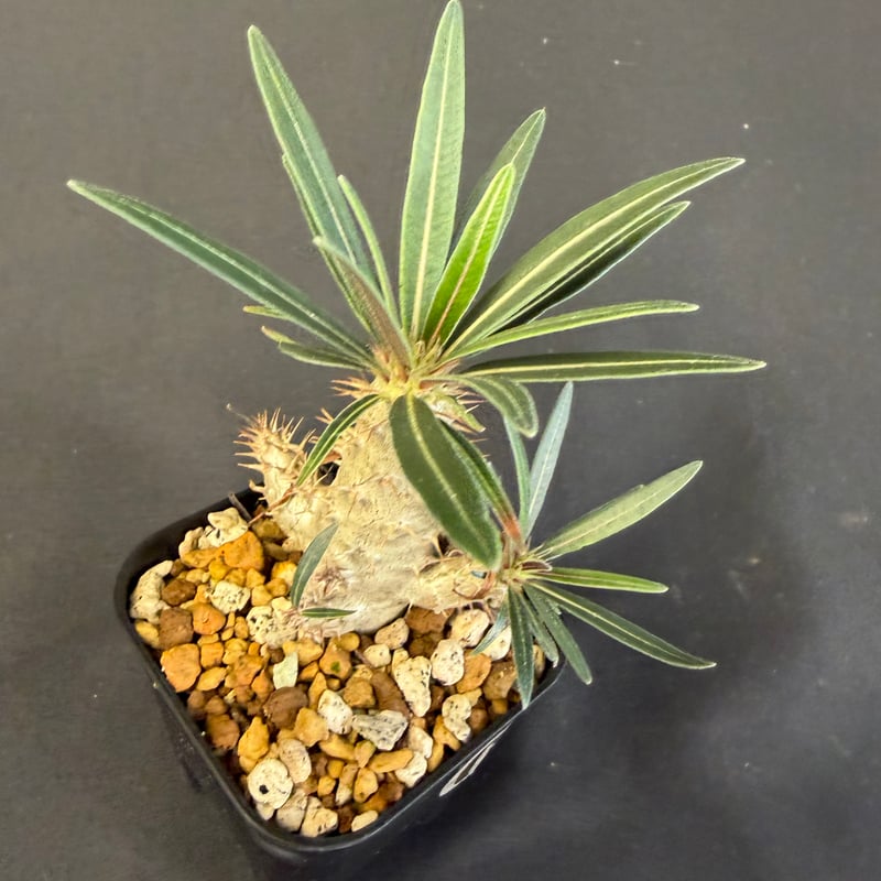 グラキリス 特殊！？ 実生 グラキリス 実生 13 g | HANDS PLANTS