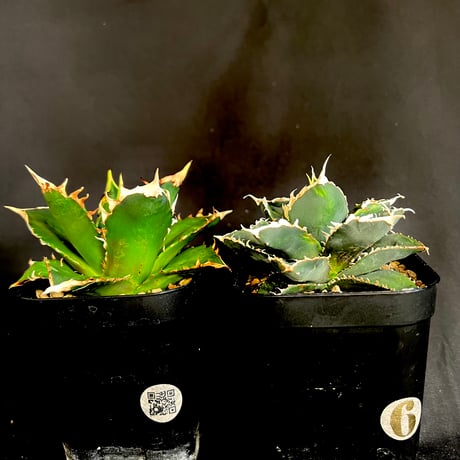 【最終値下げ】良血統 アガベ チタノタ 狼人　超極上コレクション株 1厳選 アガベ チタノタ 狼人 極上子株 強棘 狂棘 激レア高級品種