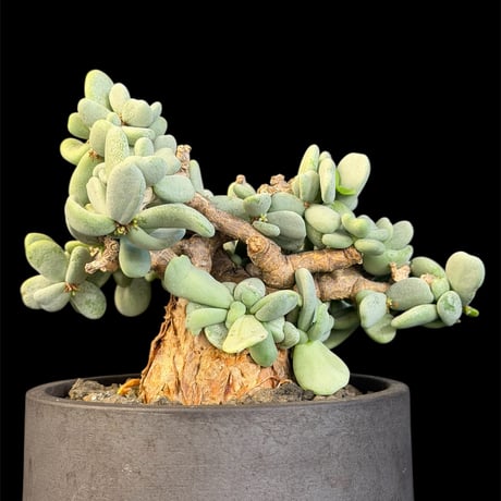 ケラリアピグマエア | STORES