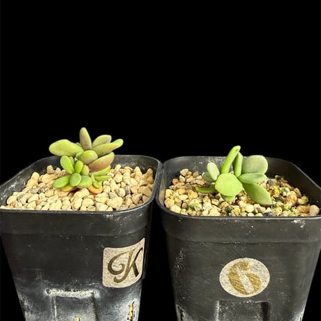 ケラリアピグマエア | STORES