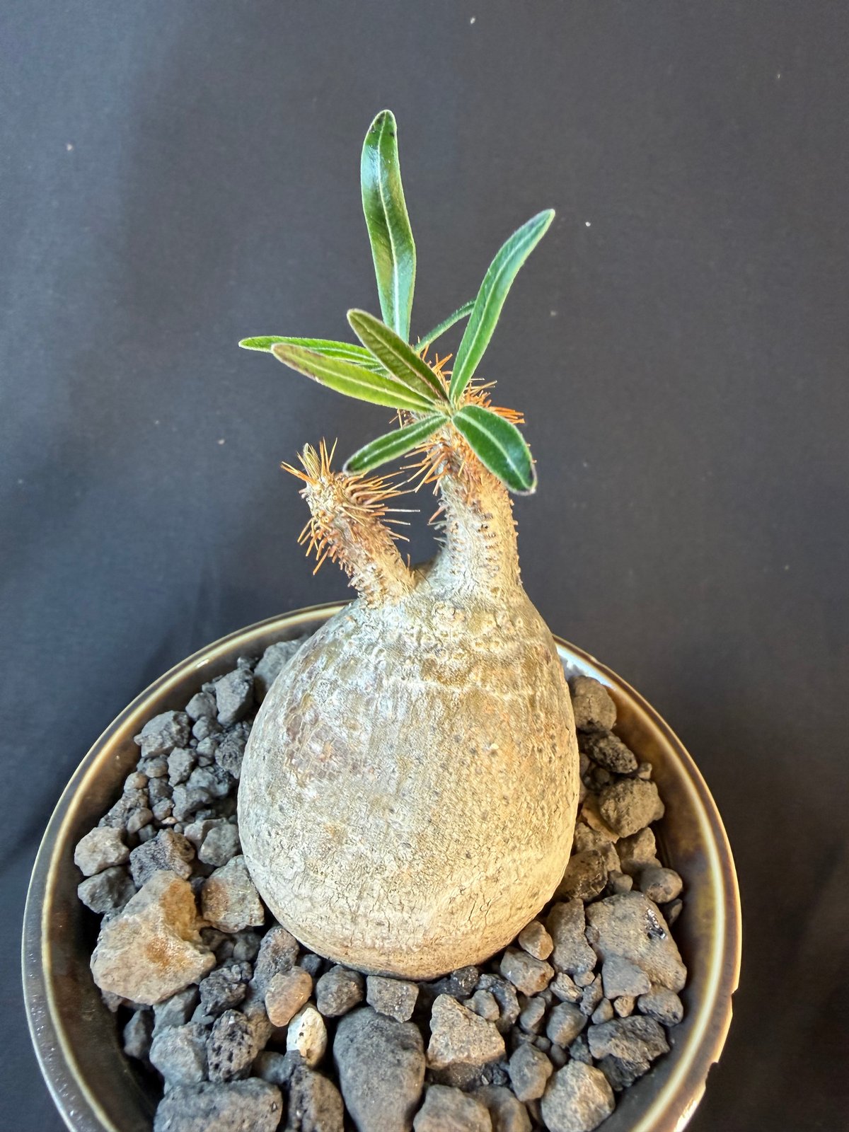 パキポディウムグラキリス 現地株 発根済み 陶器鉢 T22 | HANDS PLANTS