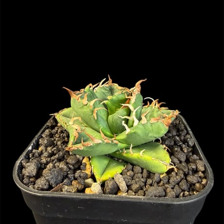 アガベ魔丸 | STORES