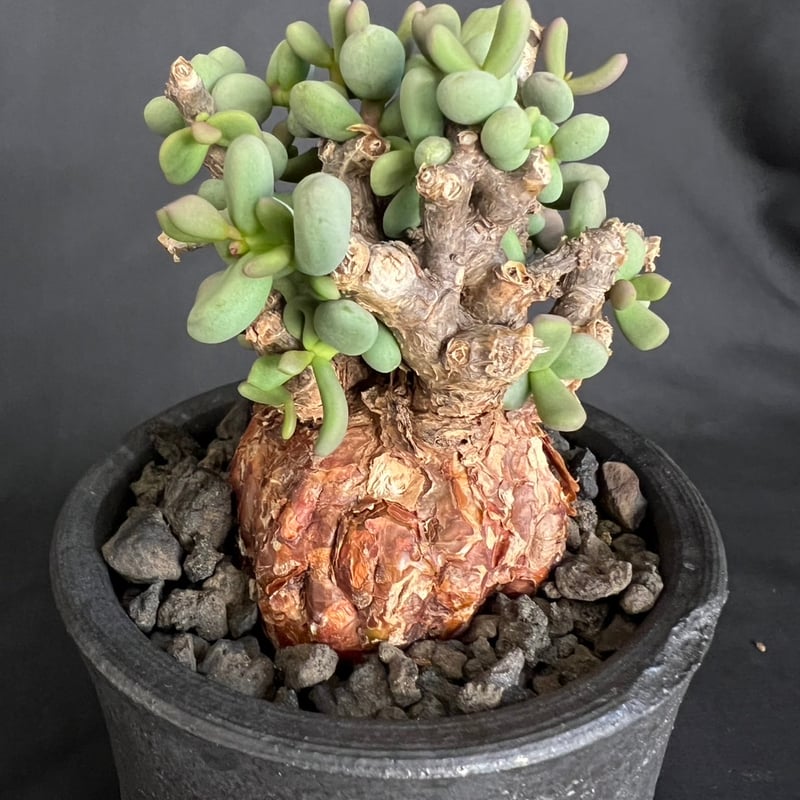 ケラリアピグマエア 現地株 発根済g | HANDS PLANTS